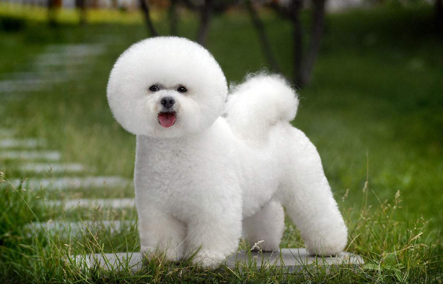 性格特点:开朗,活泼,勇敢,机警,感情丰富寿命:12-14年7,比熊犬饲养