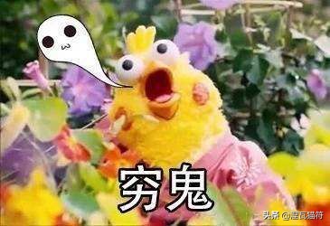 养猫一个月花多少钱？