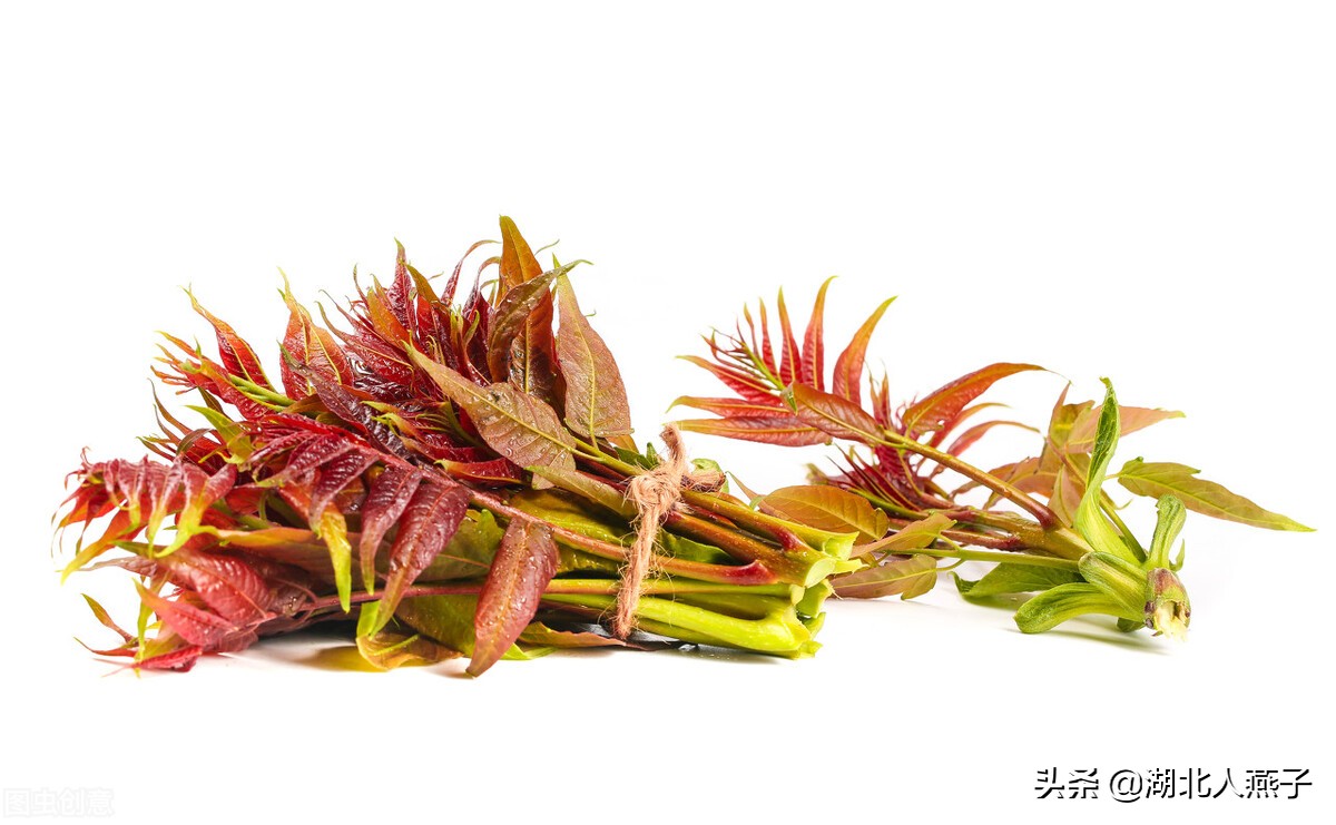 55种野菜大图片，带你见识不同的野菜和吃法，你想要的野菜这里有