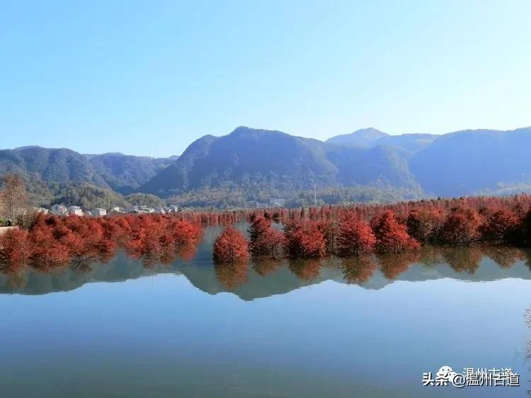 层林尽染，斑斓湖水，美如仙境的长潭湖红杉林