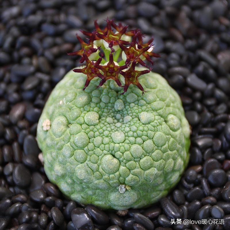 青鸾多肉图片大全(多肉控必看324种多肉植物图文欣赏)