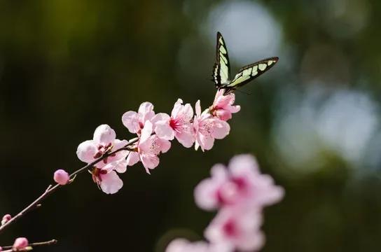 鲜花盛开，蝴蝶纷飞，如诗如画，令人陶醉