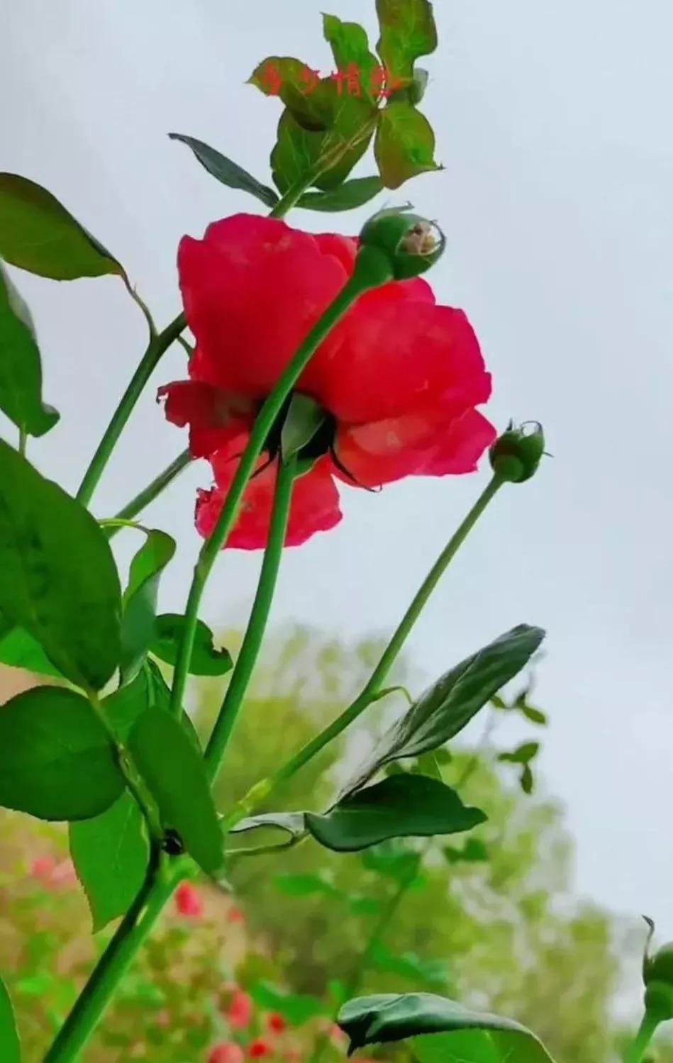 心理学，越是爱你的男人，越懂得自我“克制”
