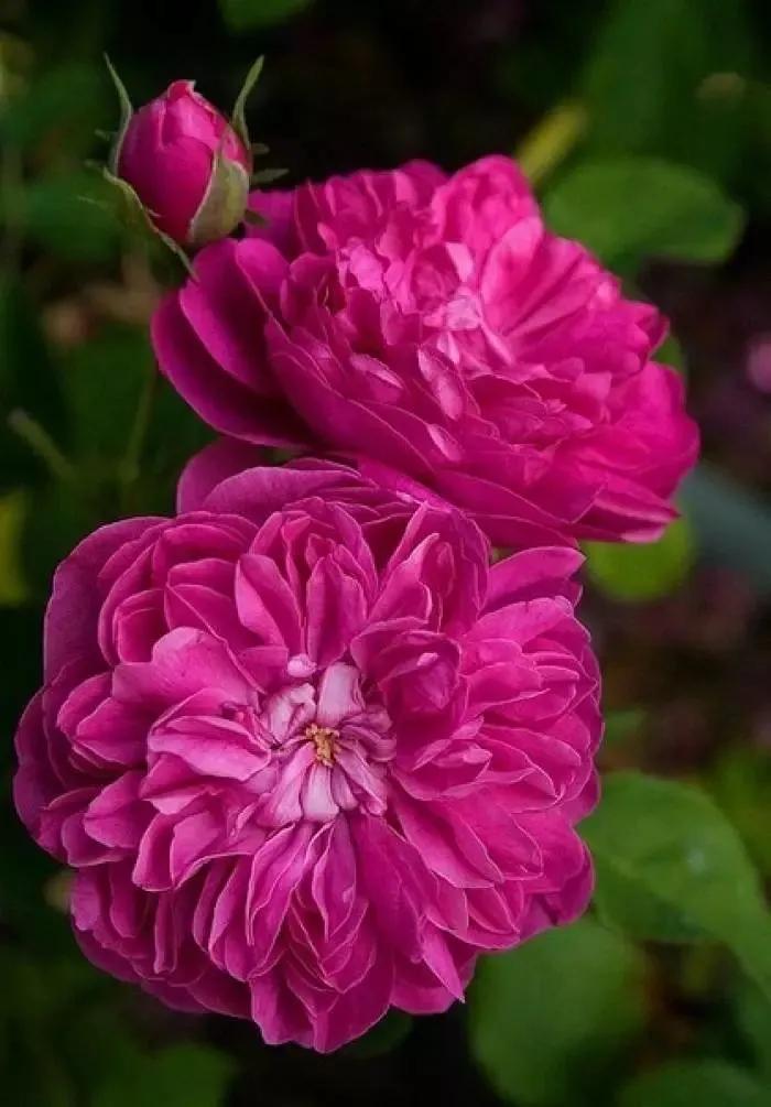 鲜花盛开，蝴蝶纷飞，如诗如画，令人陶醉