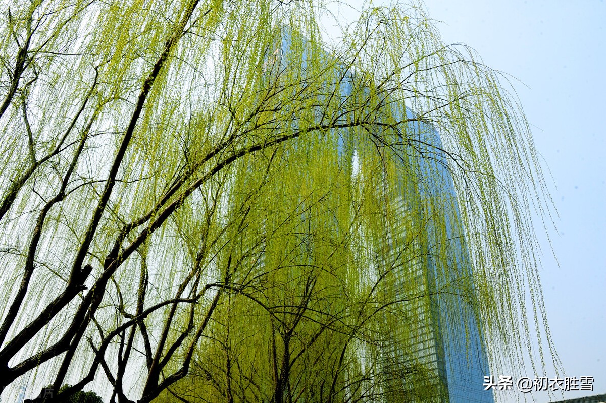 关于春风唯美的句子