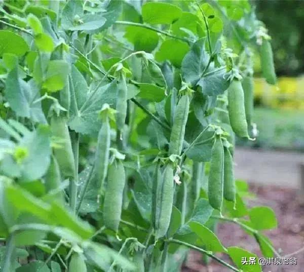 豌豆種植時間和方法（春種豌豆必要的五項措施）