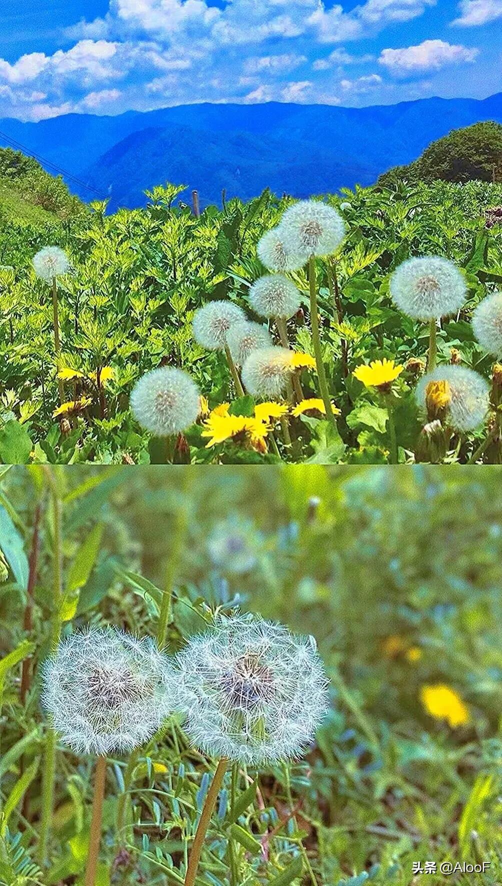 唯美 | 蒲公英 高清图