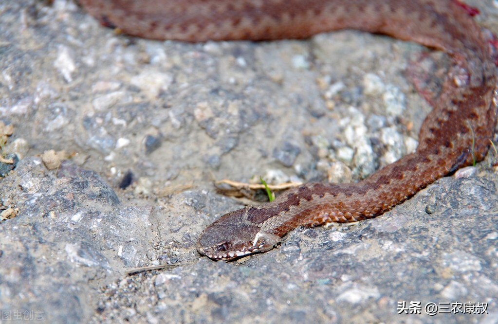楼房里有蜈蚣从哪里来的 -生活知识库-动动脑