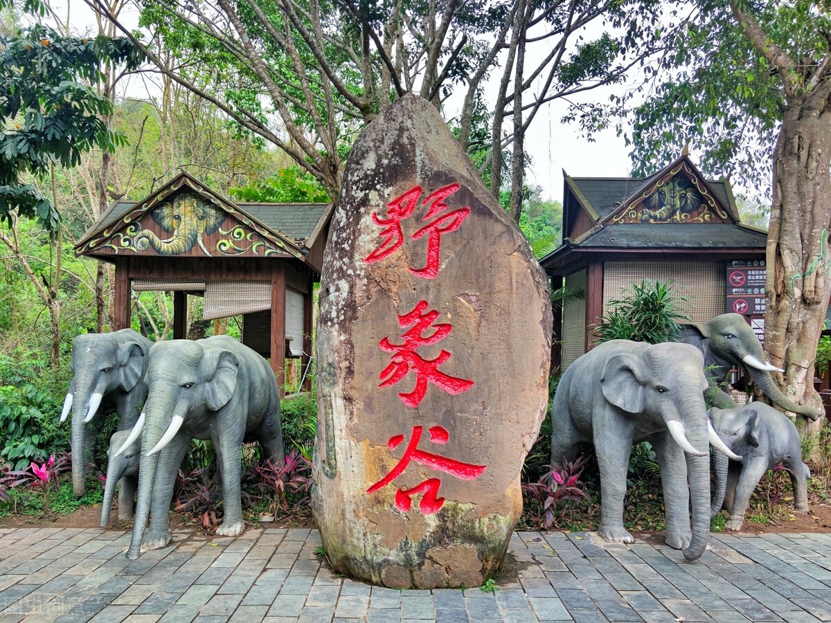 这个冬天到西双版纳过一个暖冬吧！清风，雨林，暖阳应有尽有插图16