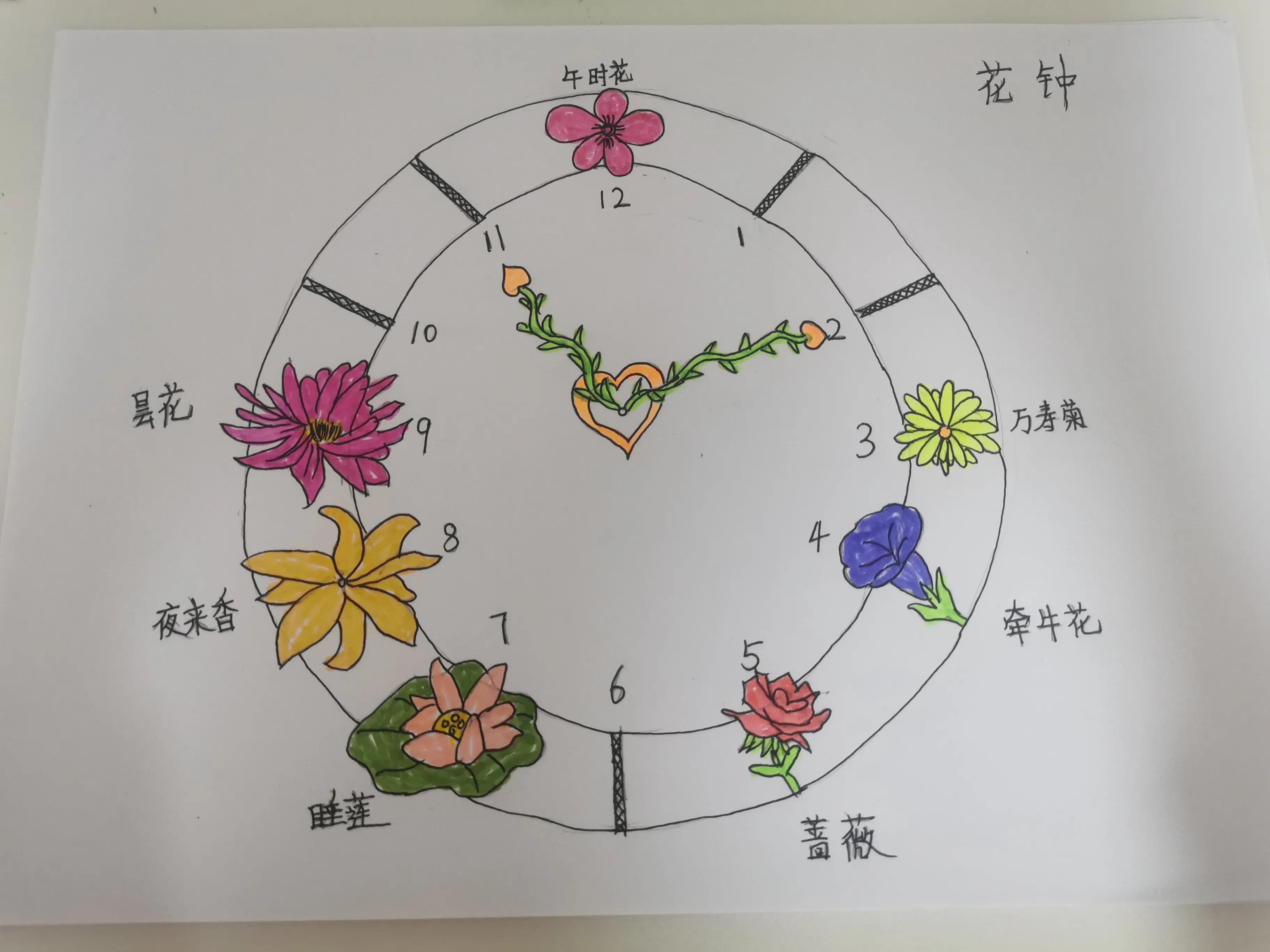 三年级下册语文课文花钟图片(花钟怎么画简单又好看)