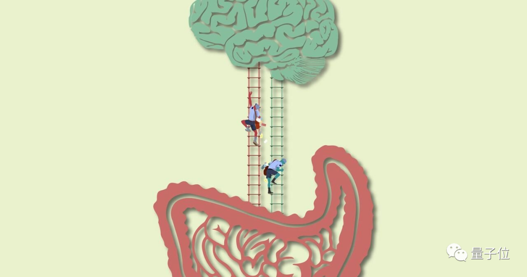 大脑能直接和肠道菌群对话，这种机制受损容易吃个不停｜Science