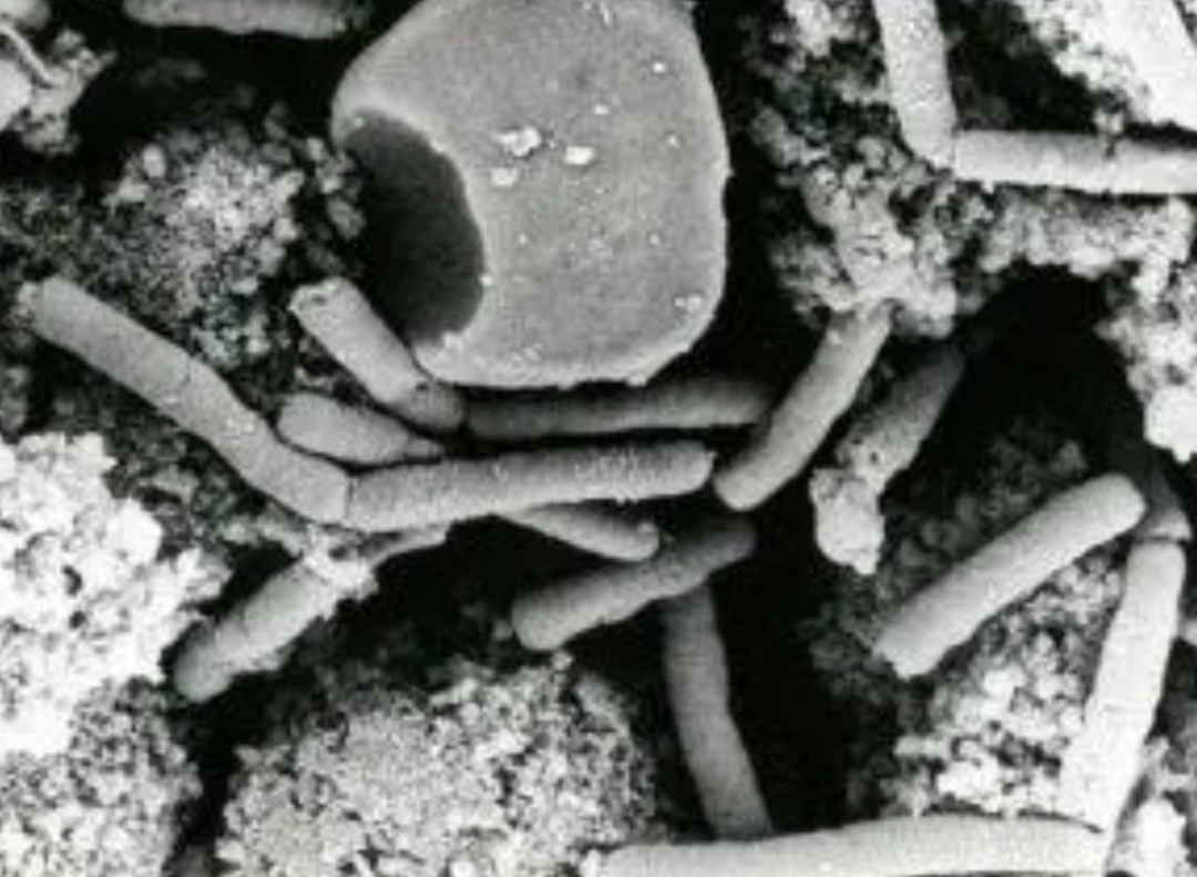 冰川里发现龙的干尸（古生物尸体从冻土层中被发现）