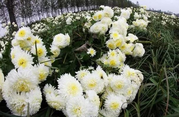 菊花泡水好处多多，菊花茶如何选？老茶友教你一招，不妨多做了解