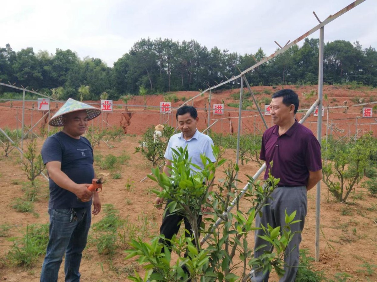 黃土地上結(jié)金果 陽新柏樹村油茶果蔬基地為鄉(xiāng)村振興打牢產(chǎn)業(yè)基礎(chǔ)