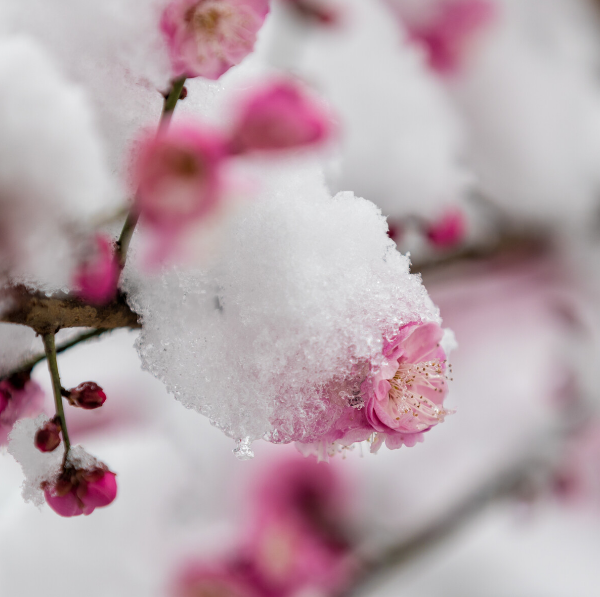 与梅并作十分春，十二首雪梅的诗词，看雪中绽放的梅花，傲霜斗雪