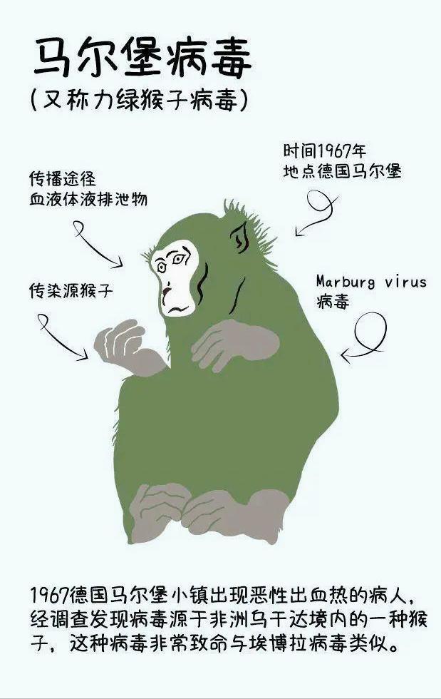 埃博拉病毒的弟弟马尔堡病毒,消融掉患者内脏的病毒