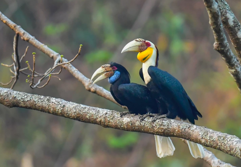 两种"嘴巴"特别大的鸟,一种欺软怕硬,一种是景颇族图腾