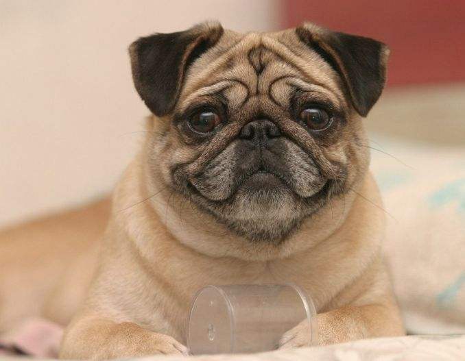 可卡犬價格 可卡犬多少錢一只,可卡犬多少錢一只