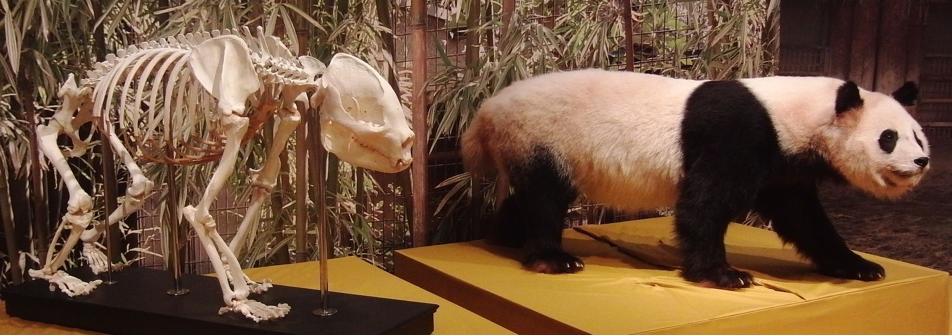 大熊猫生活在什么地方？一文读懂大熊猫分布区域-第31张图片