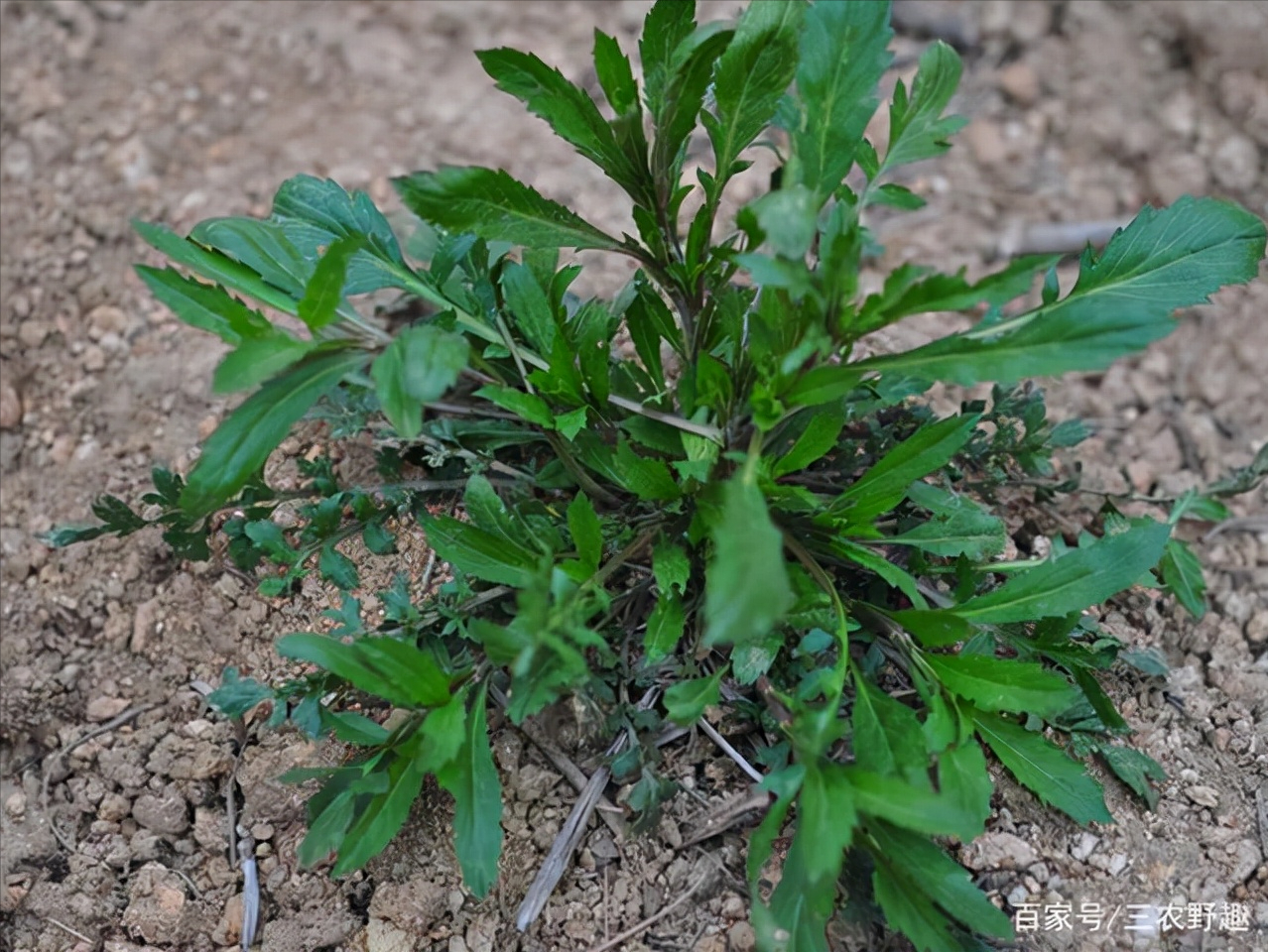 1,荠菜