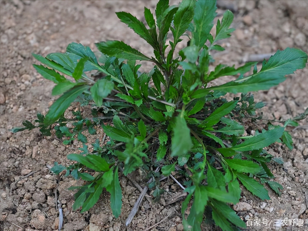 開春就能吃的4種野菜,採挖時不要被相似的野草騙了,附高清大圖