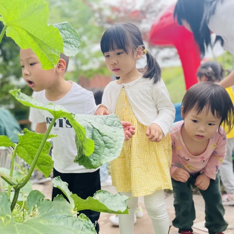 英卓恩达州园 | 种植探究式活动，让每个孩子都闪光