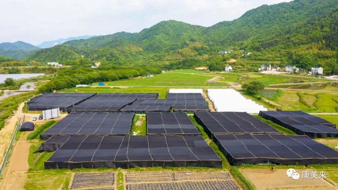 2022康美来大别山灵芝基地实地探访