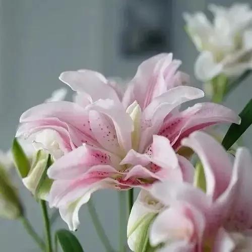 百合花的图片百合花的图片大全最美