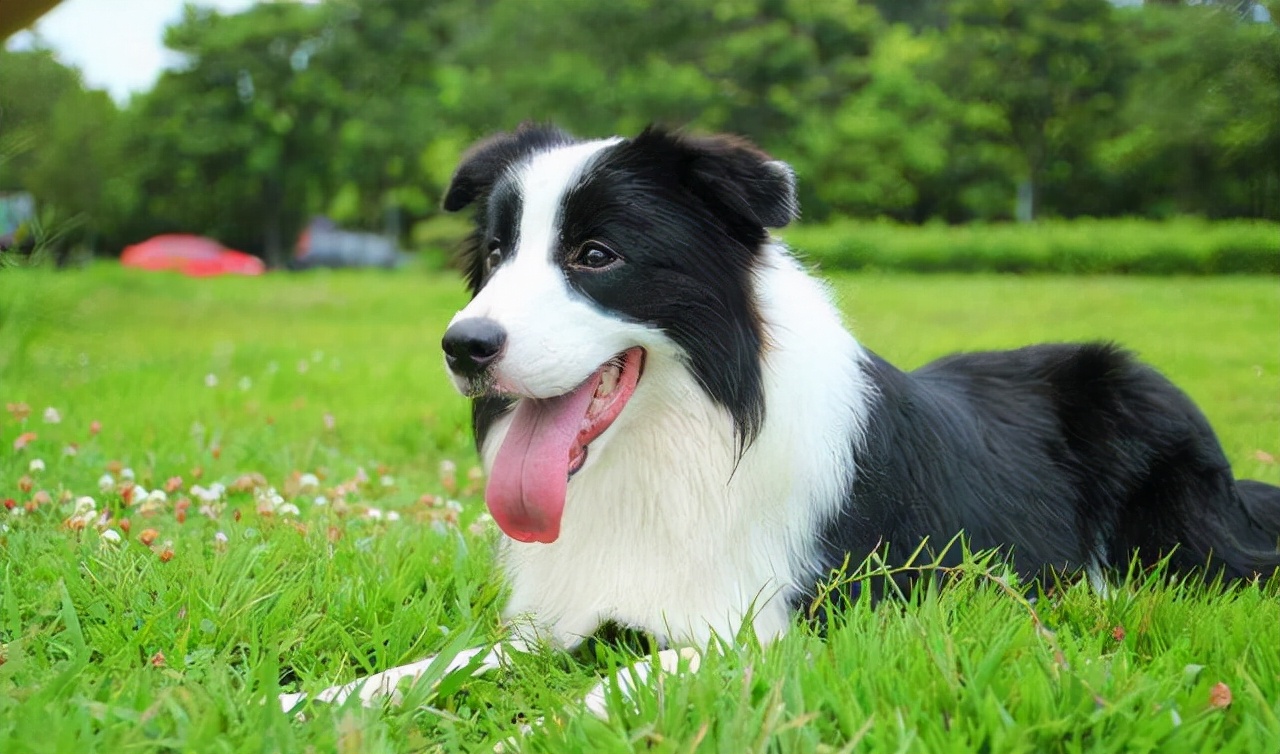 名犬图片大全和名子价格表(狗狗品种大全 价格百科