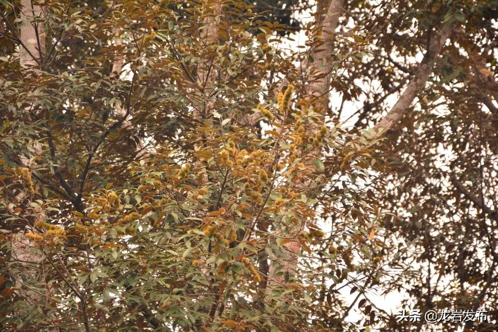 龙岩这里，科技赋能助力“双碳”