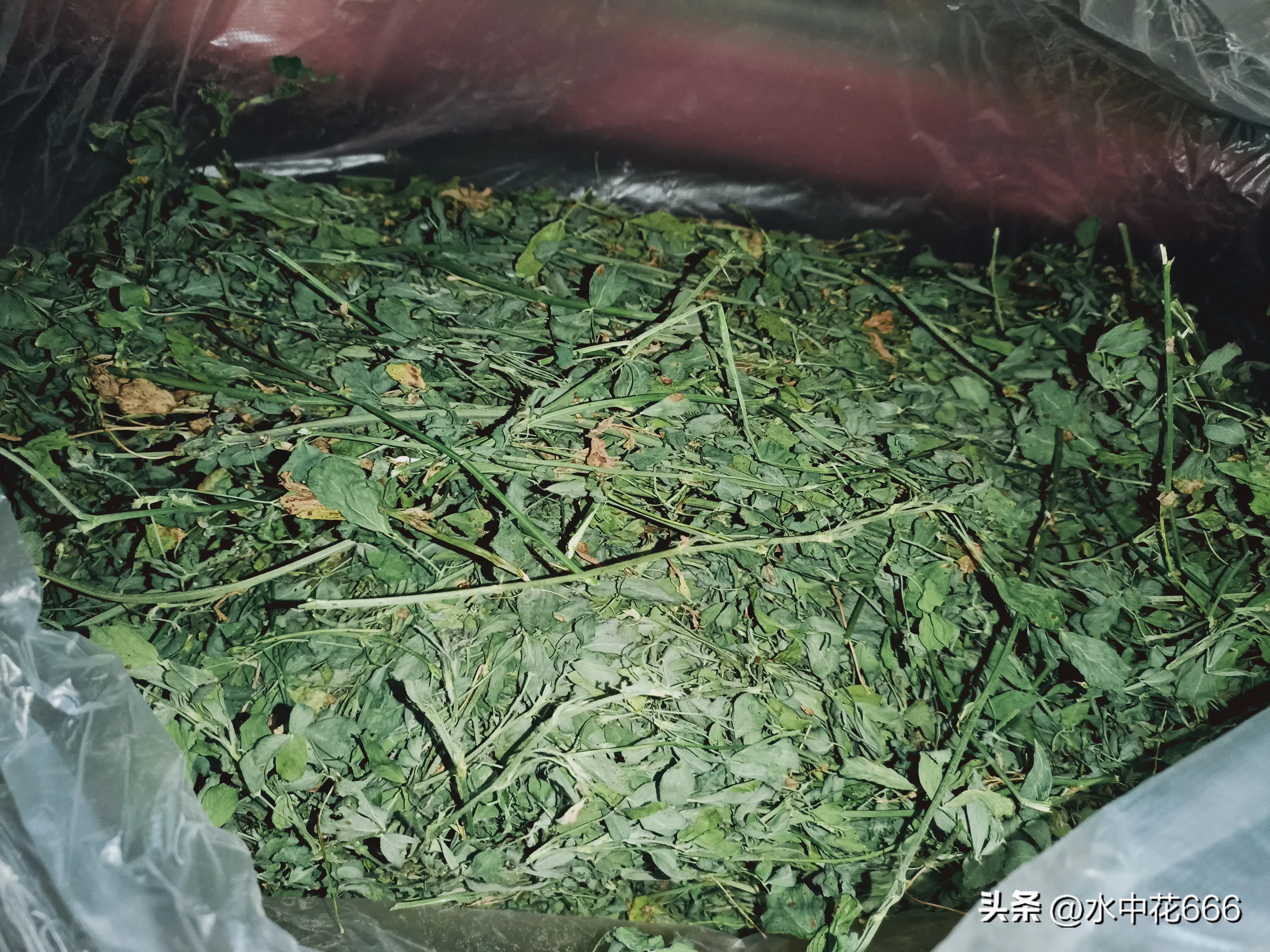 清晨早起去买菜(一大早清早去买菜)