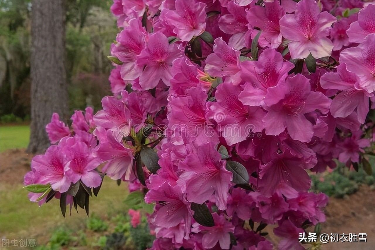 晚春杜鹃花美诗六首：最惜杜鹃花烂漫，一声啼处满山红