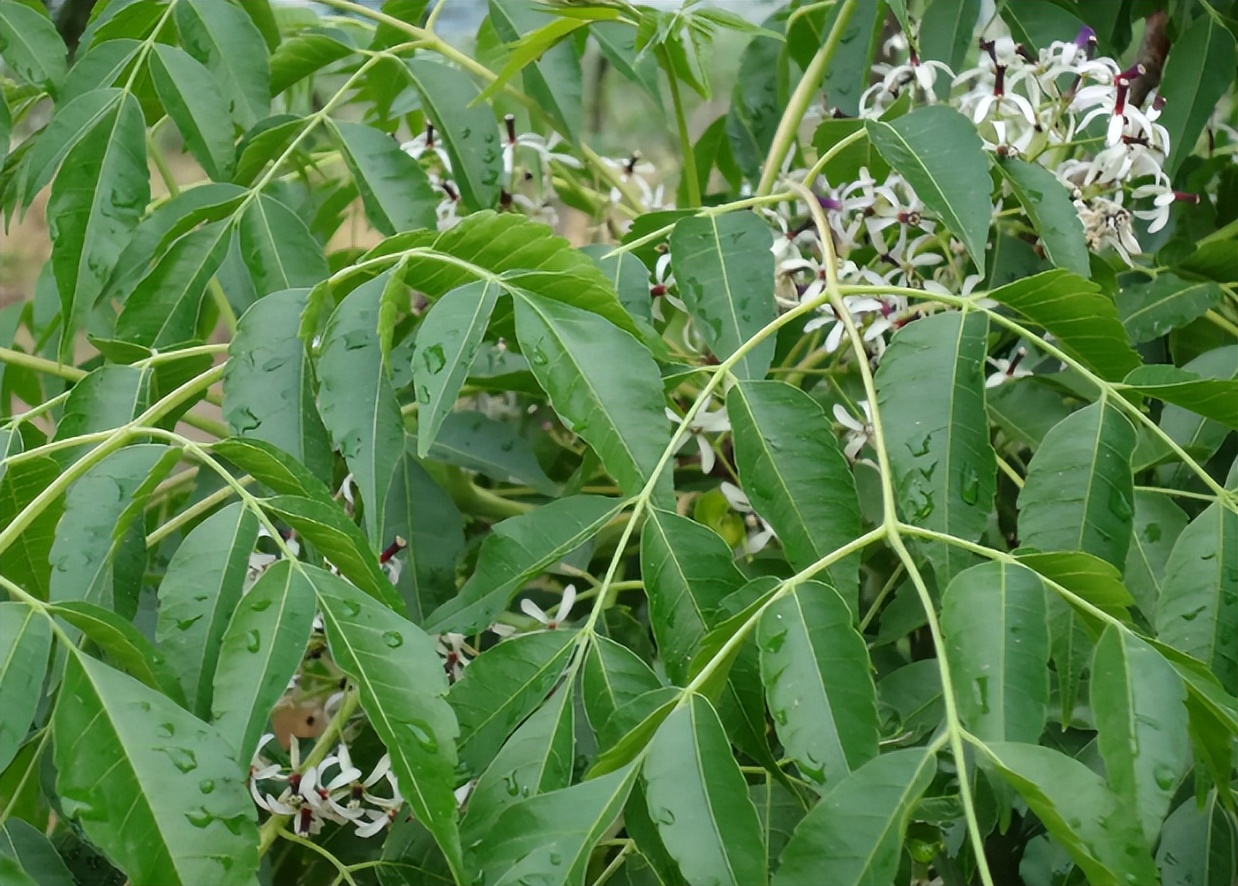 陪伴我们童年的苦楝树