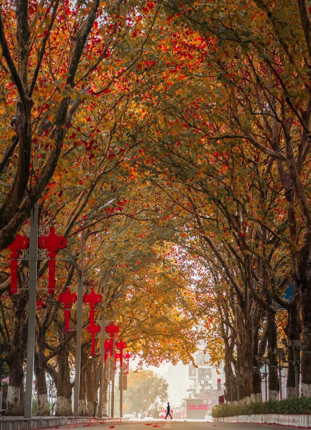 秋天的落叶带来我对你的思念(秋天来了，天气变冷了,我站在那棵树下，看着落叶)