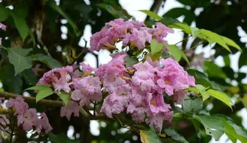 实用分享丨30款大型开花树种介绍，白似雪、黄似阳、红似霞，美翻