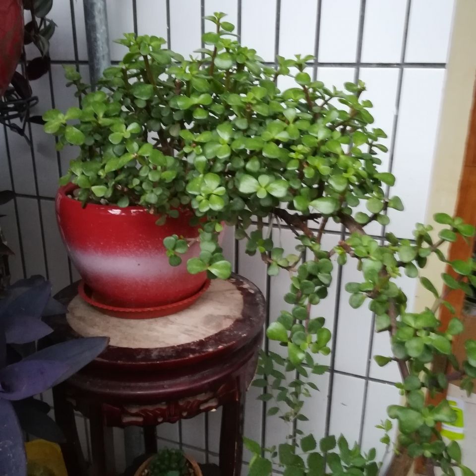 6种吉祥树，都有长寿命，高档寓意好，适合养在家里