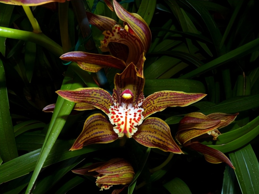 29个兰花品种，名称与图片都在这里了，你还傻傻分不清吗？