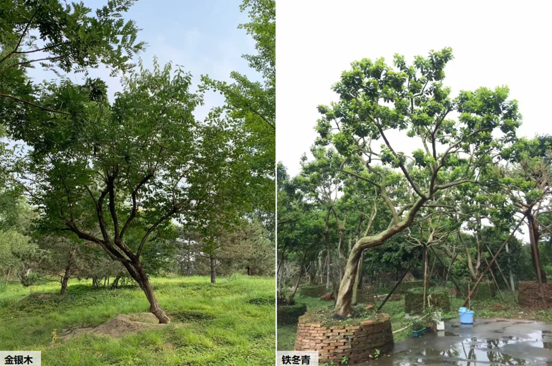 植物的姿态有哪些？