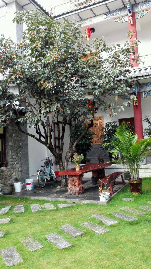 10种“吉利树”，适合养在家里，花美果多，还有旺家旺财的好寓意