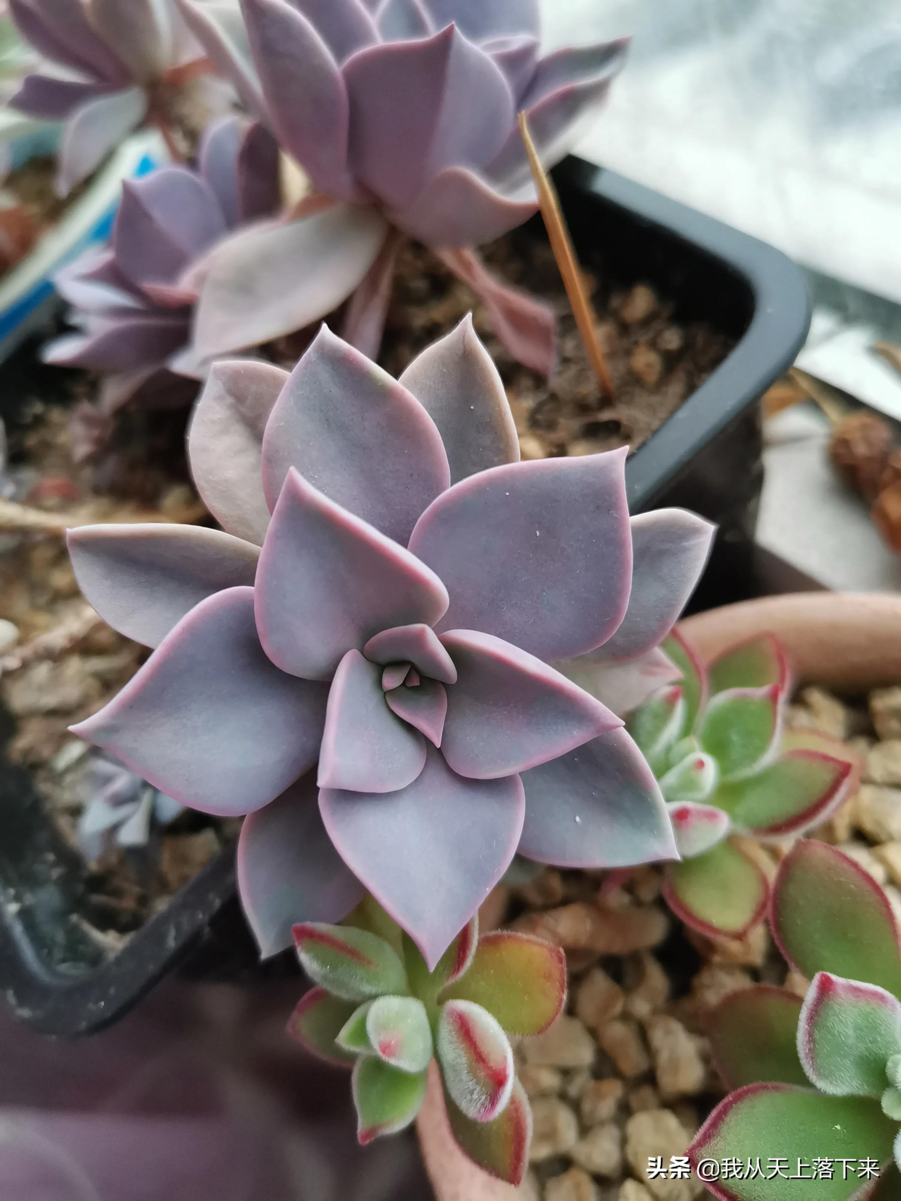初恋多肉植物是非常好看的品种.