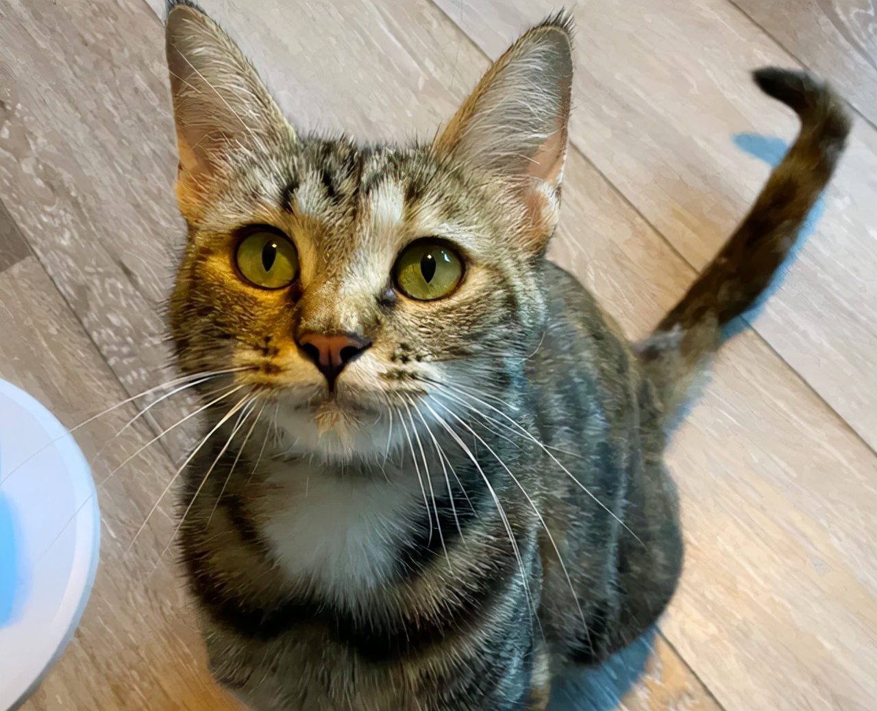 狸花猫和虎斑猫的区别（介绍狸花猫和美短猫的本质差别）