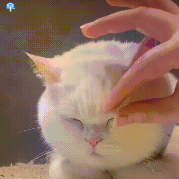 小猫咪问号脸表情包
