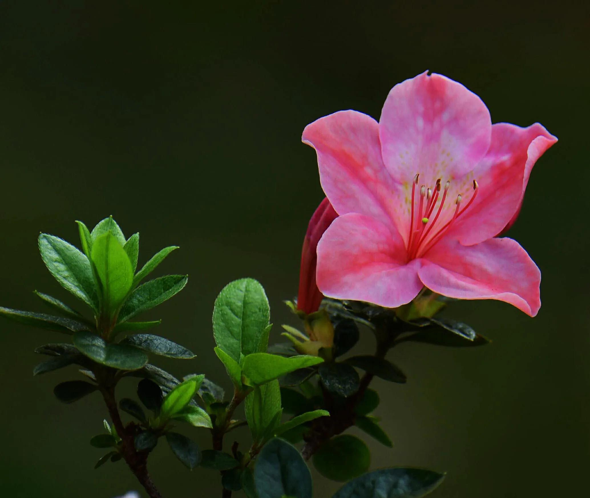 春娟的故事图片 _飞翔号