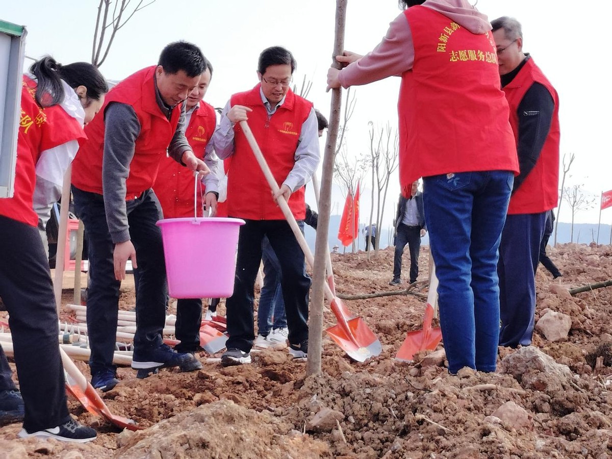 油茶变“金果”托起致富路 阳新县焦山村实现变“荒”为宝