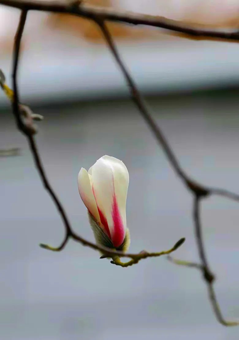 玉兰花开春色浓