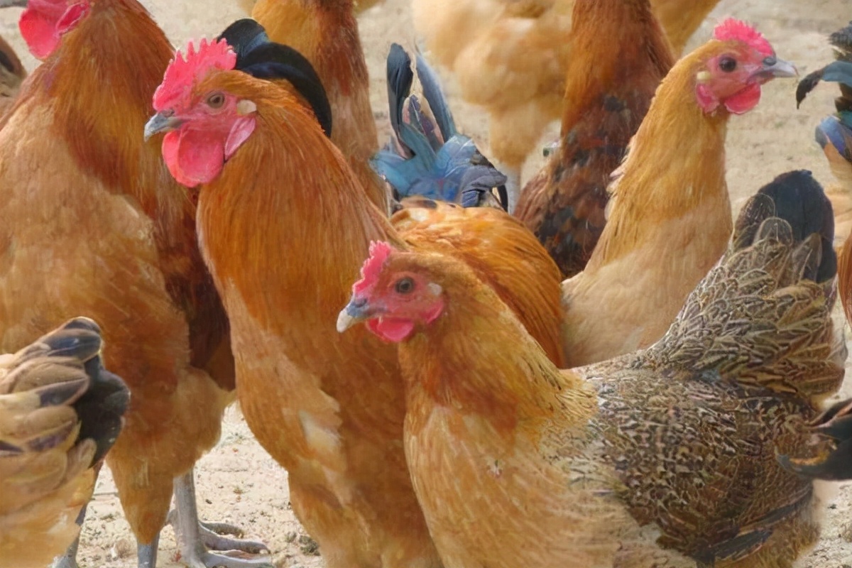 养鸡的利润分析，养鸡1000只需投资多少？