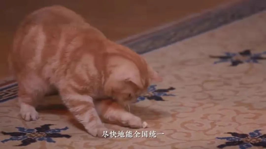 我可是拥有“三岁画老”天赋的小猫咪