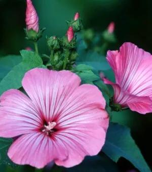 2017高考语文押题作文（2022高考押题）