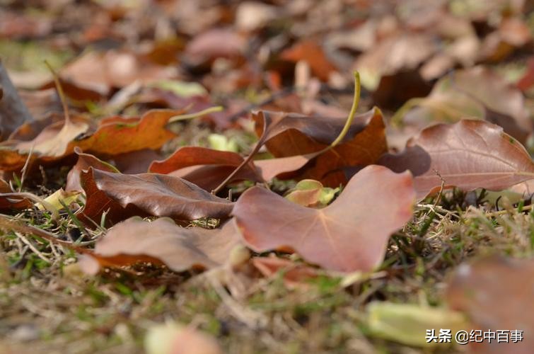 2005年女童身患白血病，为减轻养父负担，偷偷签下放弃治疗协议