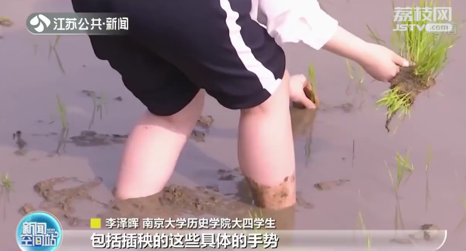 大学师生下田插秧！南京大学历史学院把课堂开到田间
